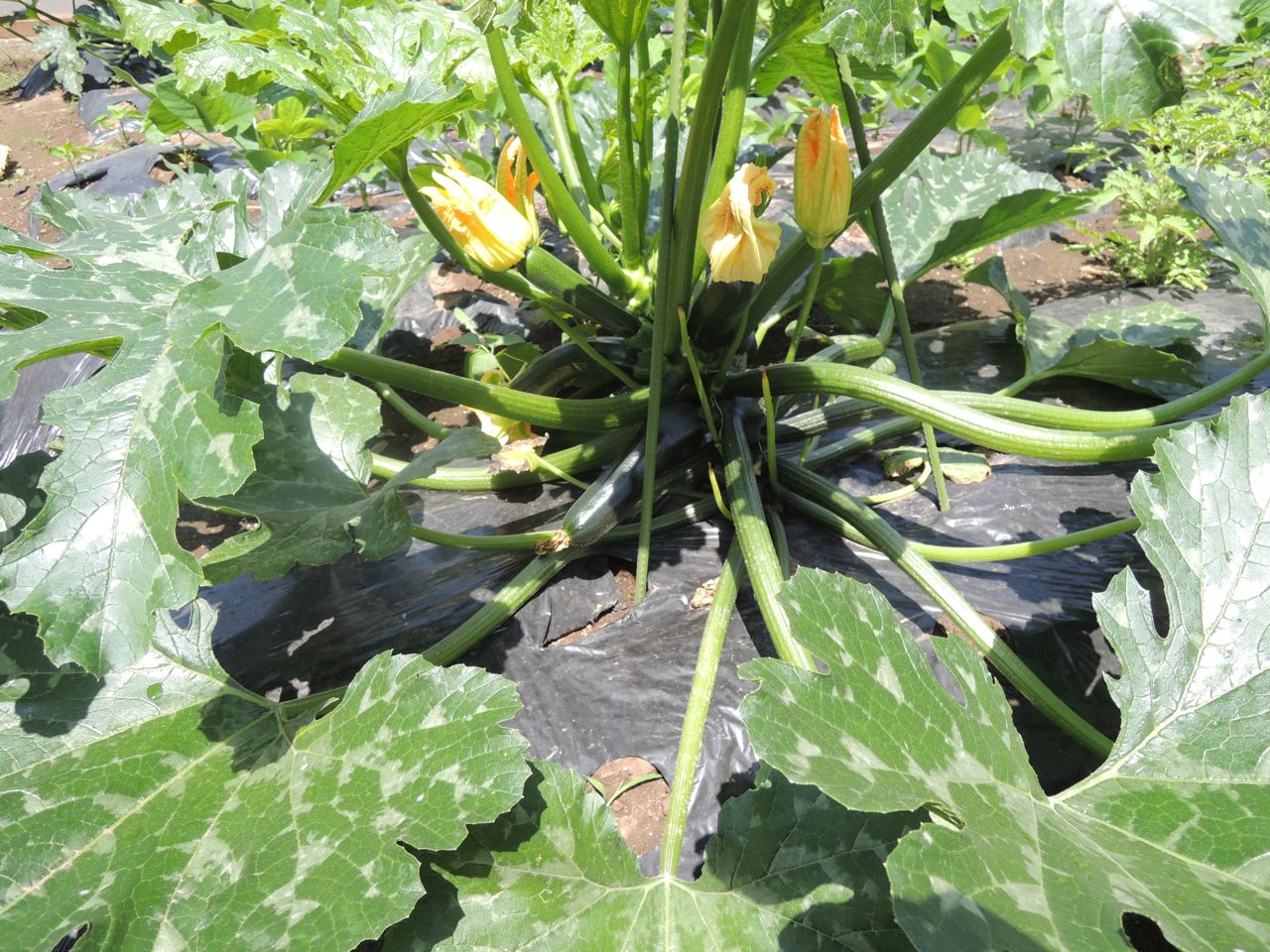 ２０１８ 収穫した夏野菜を食べる 東麻布の野菜畑